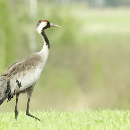 Pokoje Goscinne "Tak Lubisz" Gardna Wielka ภายนอก รูปภาพ