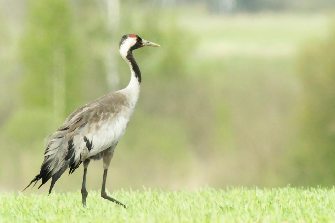 Pokoje Goscinne "Tak Lubisz" Gardna Wielka ภายนอก รูปภาพ